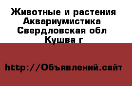 Животные и растения Аквариумистика. Свердловская обл.,Кушва г.